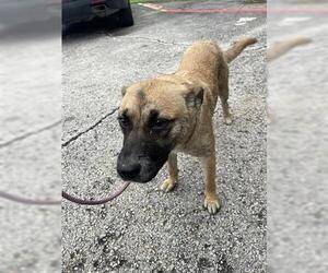 Black Mouth Cur-Unknown Mix Dogs for adoption in Houston, TX, USA