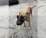 Small Black Mouth Cur Mix