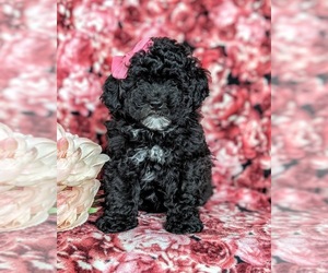 Bichpoo-Poodle (Miniature) Mix Puppy for sale in NOTTINGHAM, PA, USA