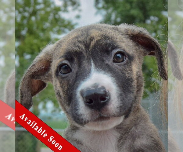 Medium Photo #1 Labsky Puppy For Sale in Huntley, IL, USA