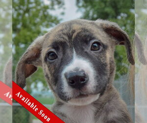 Labsky Dogs for adoption in Huntley, IL, USA