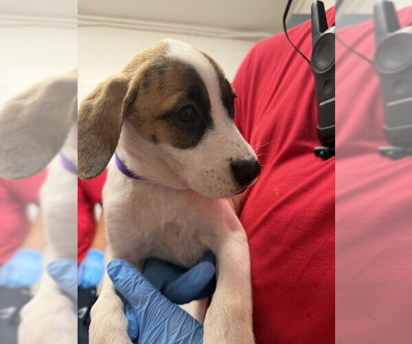 Medium Photo #1 Mutt Puppy For Sale in San Bernardino, CA, USA