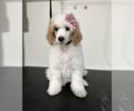 Puppy 2 Poodle (Miniature)