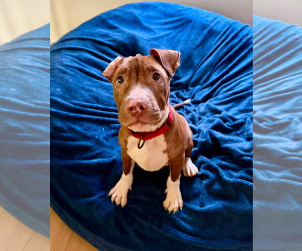 Medium Photo #3 Mutt Puppy For Sale in Spotsylvania, VA, USA