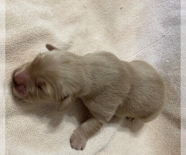 Medium Photo #2 Golden Retriever Puppy For Sale in FOUNTAIN, CO, USA