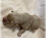 Small Photo #2 Golden Retriever Puppy For Sale in FOUNTAIN, CO, USA
