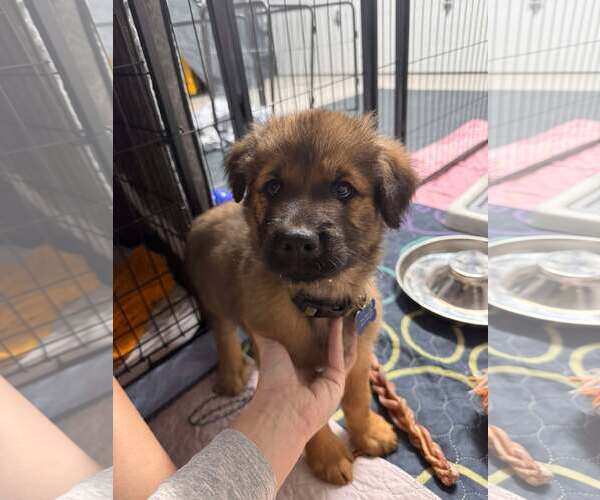 Medium Photo #20 Siberian Husky-Unknown Mix Puppy For Sale in Corona, CA, USA