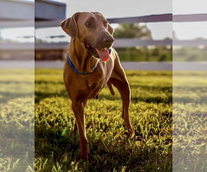 Rhodesian Ridgeback Dogs for adoption in Dumont, NJ, USA