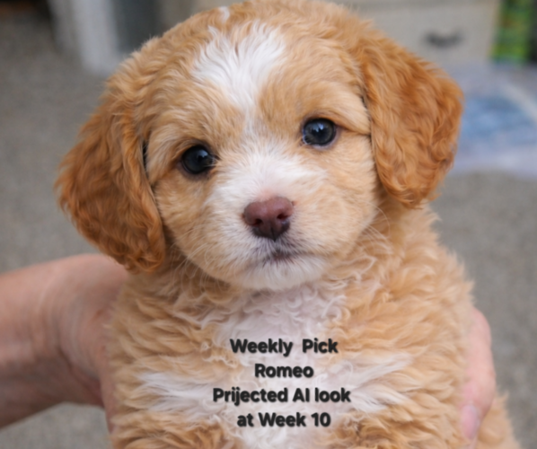 Medium Photo #1 Goldendoodle mix (+ Poodle Standard) Puppy For Sale in MILFORD, UT, USA