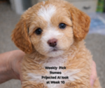 Small Goldendoodle mix (+ Poodle Standard)