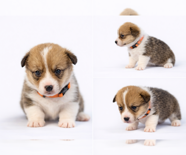 Medium Photo #1 Pembroke Welsh Corgi Puppy For Sale in BELFIELD, ND, USA