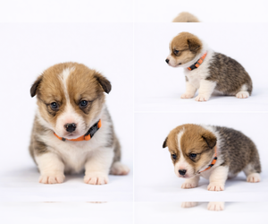 Medium Pembroke Welsh Corgi