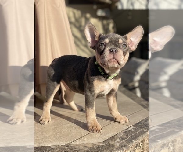 Medium Photo #6 French Bulldog Puppy For Sale in TEMECULA, CA, USA