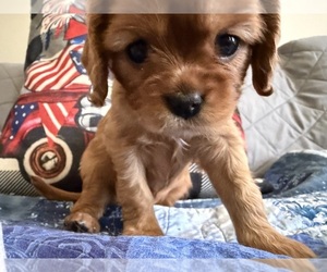 Cavalier King Charles Spaniel Puppy for sale in KANSAS CITY, MO, USA