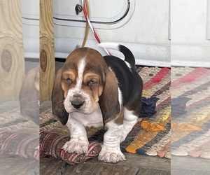 Basset Hound Puppy for sale in GREENVILLE, AL, USA
