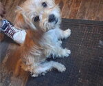 Small #3 Mutt
