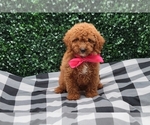 Puppy Princess Poodle (Miniature)