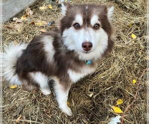 Pomsky Dog for Adoption in MERIDEN, Minnesota USA