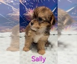 Sally - Female Yorkipoo Puppy for Sale - Photo #3
