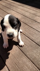 Great Dane Puppy for sale in BENSON, NC, USA