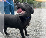 Small Photo #4 Labrador Retriever-Unknown Mix Puppy For Sale in Washington, DC, USA
