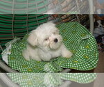 Small Photo #16 Maltese Puppy For Sale in PATERSON, NJ, USA
