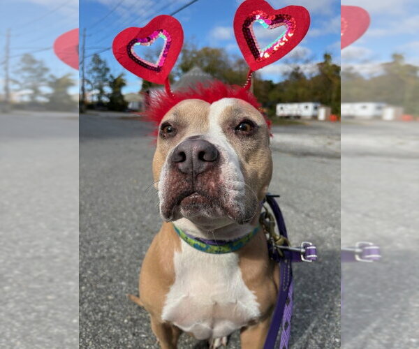 Medium Photo #1 American Pit Bull Terrier-Unknown Mix Puppy For Sale in Brewster, NY, USA