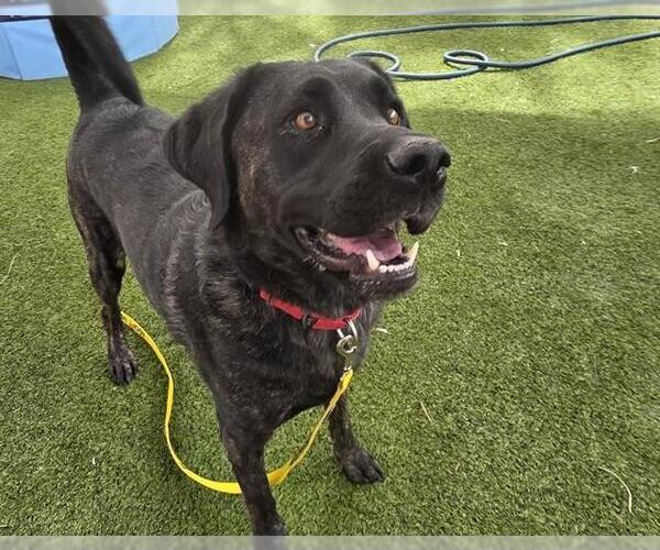 Medium Photo #2 Labrador Retriever-Unknown Mix Puppy For Sale in Las Vegas, NV, USA