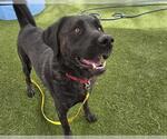 Small #1 Labrador Retriever Mix