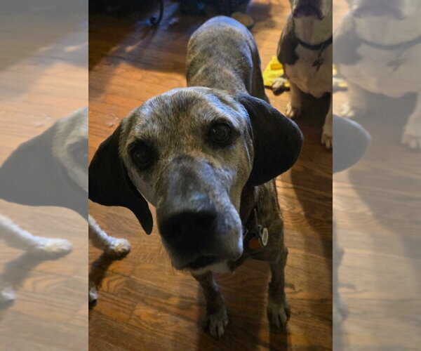 Medium Photo #4 Mutt Puppy For Sale in Salt Lake City, UT, USA