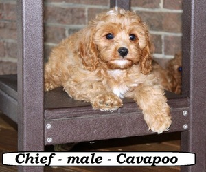 Cavapoo Puppy for sale in CLARKRANGE, TN, USA