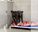 Small #1 Mastiff Mix