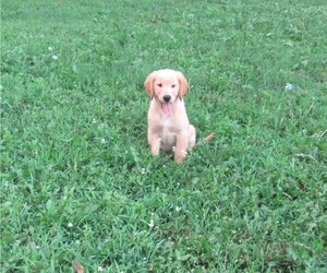 Medium Golden Retriever