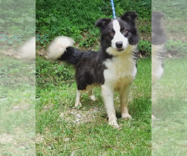 Medium Photo #2 Border Collie Puppy For Sale in Bloomingdale, NJ, USA