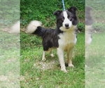 Small #1 Border Collie