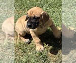 Puppy Black boy Great Dane