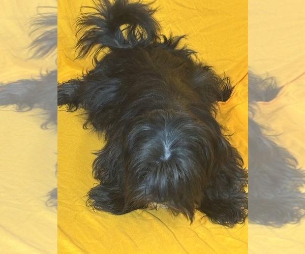 Medium Photo #22 Shih Tzu Puppy For Sale in BROOKLET, GA, USA