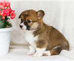 Small Photo #5 Pembroke Welsh Corgi Puppy For Sale in WAKARUSA, IN, USA