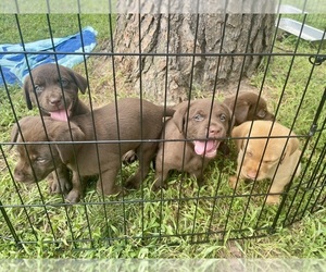 Labrador Retriever Litter for sale in BON AIR, VA, USA