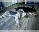 Small #10 Labrador Retriever Mix
