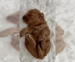 Small Photo #23 Goldendoodle (Miniature) Puppy For Sale in RANDOLPH, WI, USA