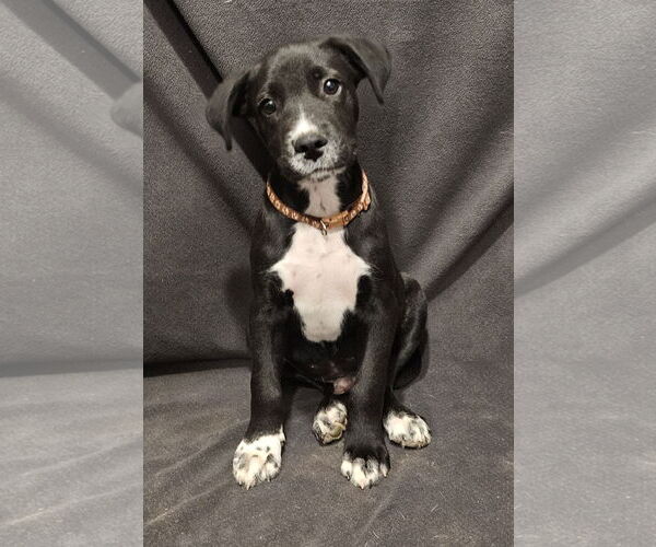 Medium Photo #5 Labrador Retriever-Unknown Mix Puppy For Sale in Corinth, MS, USA