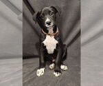Small #4 Labrador Retriever Mix