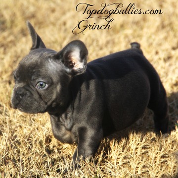 Medium Photo #2 French Bulldog Puppy For Sale in CANTON, GA, USA