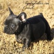 Small Photo #2 French Bulldog Puppy For Sale in CANTON, GA, USA