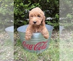 Small #3 Goldendoodle (Miniature)