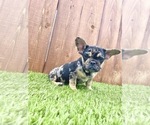 Small Photo #40 French Bulldog Puppy For Sale in DETROIT, MI, USA