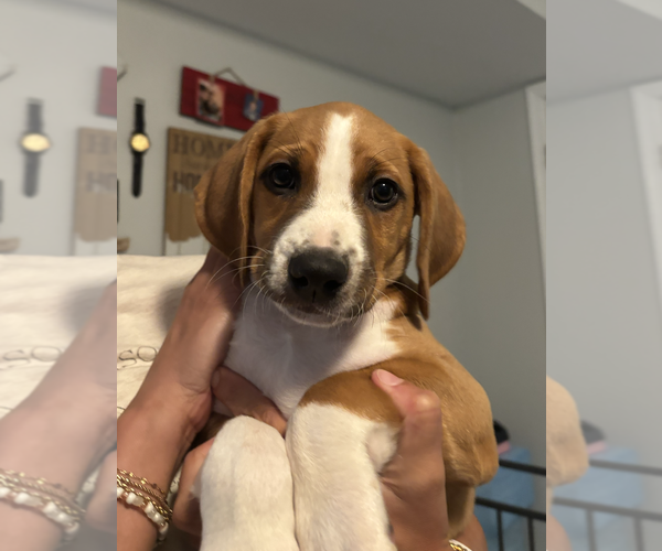 Medium Photo #5 Labbe Puppy For Sale in Rockville, MD, USA