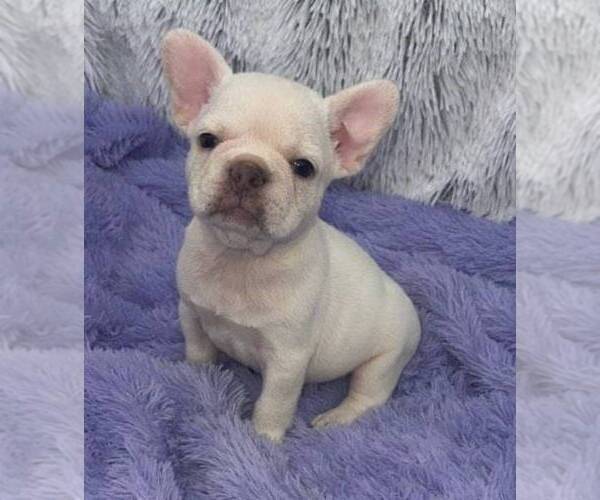 Medium Photo #1 French Bulldog Puppy For Sale in SANDY HOOK, KY, USA
