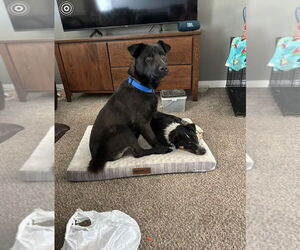 Australian Shepherd-Unknown Mix Dogs for adoption in Salt Lake City, UT, USA
